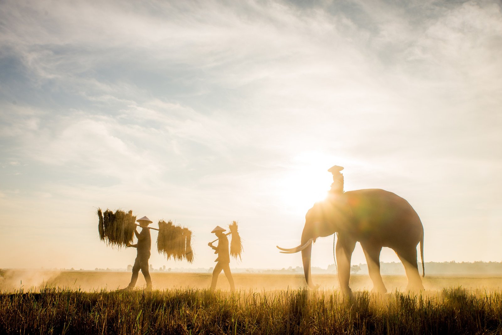 Elephants at sunrise in Thailand